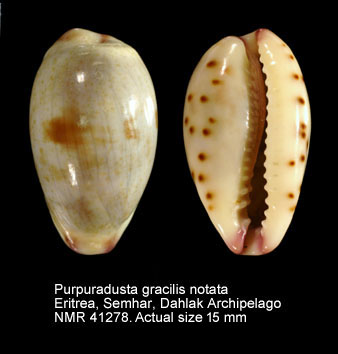 Purpuradusta gracilis notata (2).jpg - Pupuradusta gracilis notata(Gill,1858)